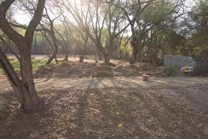Mesquite Forest